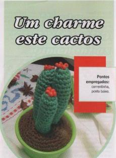 charme cactus 1